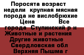 Поросята возраст 4 недели, крупная мясная порода(не вислобрюхие ) › Цена ­ 4 000 - Все города, Ступинский р-н Животные и растения » Другие животные   . Свердловская обл.,Верхняя Пышма г.